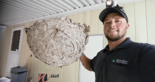 شركة مكافحة حشرات بابها