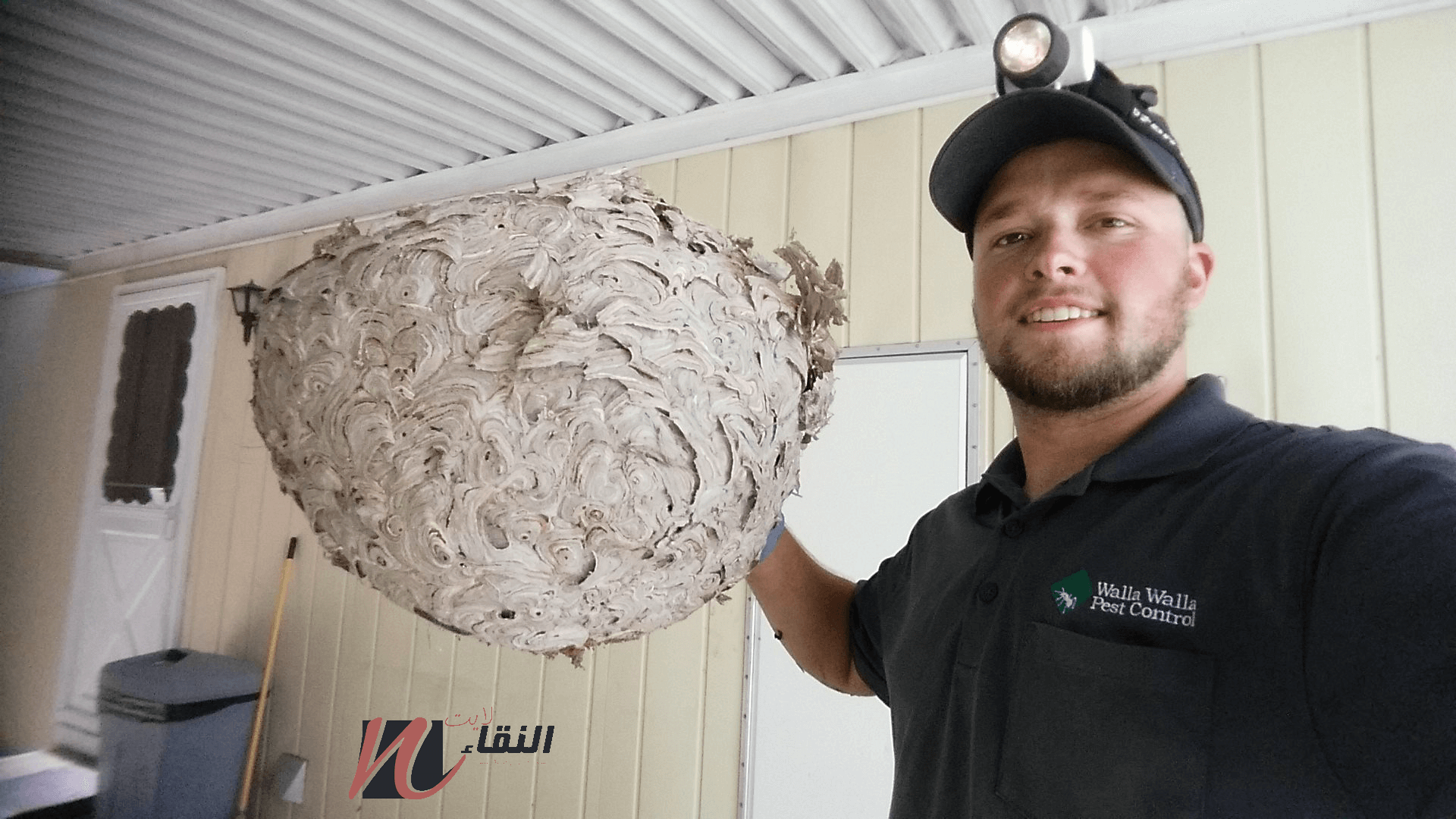 شركة مكافحة حشرات بابها