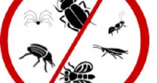 شركة مكافحة حشرات بالدمام