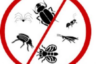 شركة مكافحة حشرات بالدمام
