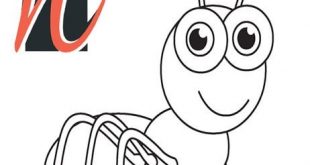 الذباب المنزلي