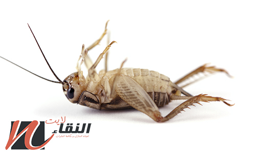 شركة رش مبيدات بجازان الاوائل 0554289947